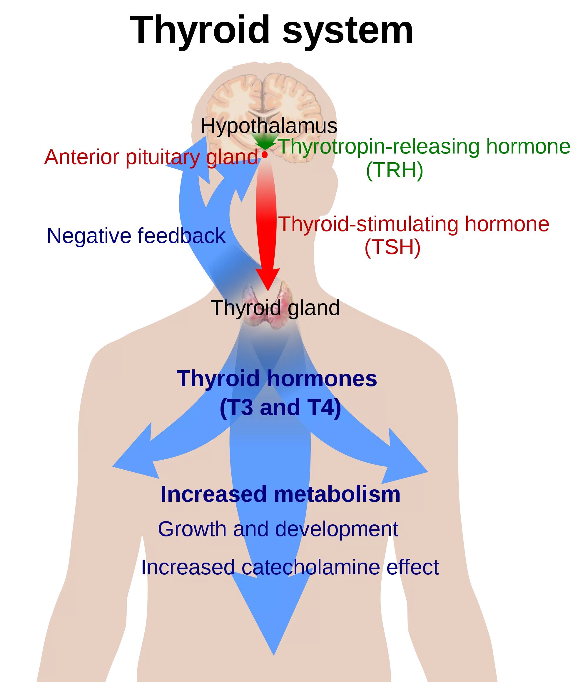 Thyroid system